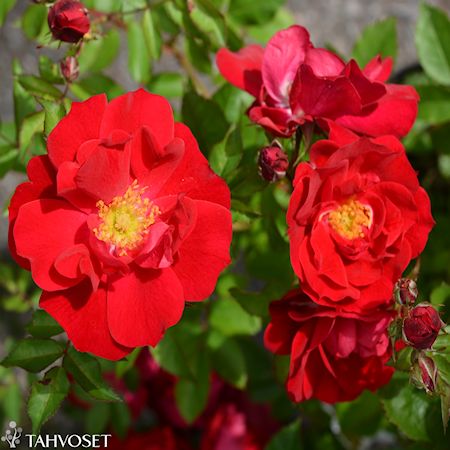 Rosa Puistoruusu-Ryhmä 'Adelaide Hoodless', puistoruusu